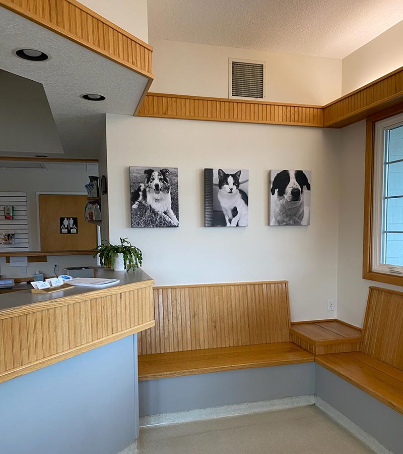 Kansas City Veterinary Hospital Kansas City Vets