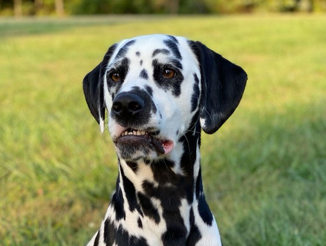 Kansas City Pet Dentists Dog Teeth Cleaning